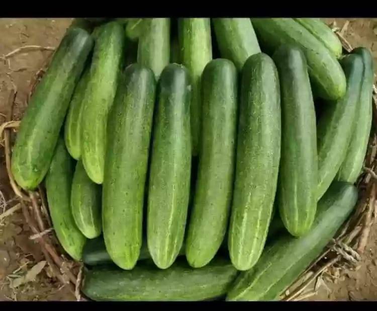 Cucumber