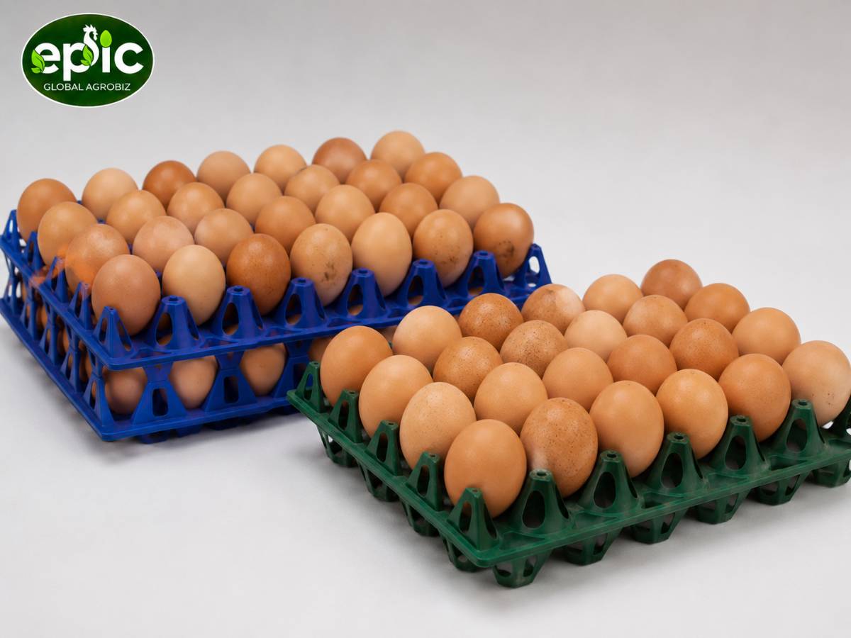 Eggs