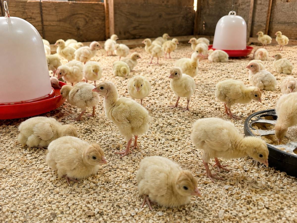 Day-Old Turkey Poults
